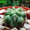 Copiapoa_ fiedleriana 'cupreata'  KK1382 _04